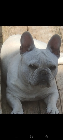French Bulldog – french bulldog