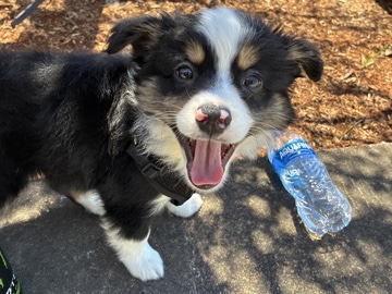 Australian Shepherd – Theo Australian shepherd – Portland