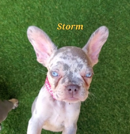 French Bulldog – French bulldog puppy