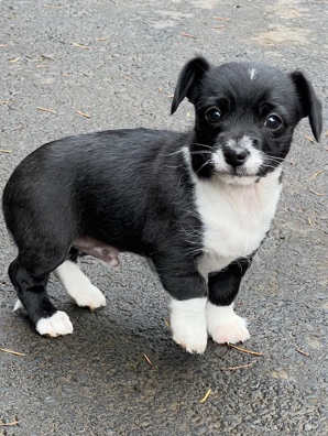 Poodle – chi-poo