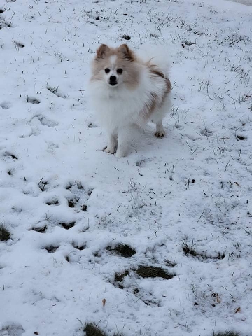Pomeranian – pomeranian
