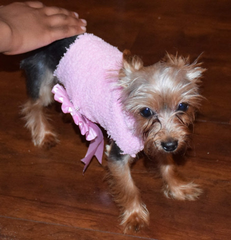 Yorkshire Terrier – teacup yorkie