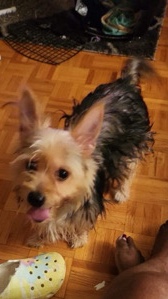 Yorkshire Terrier – selling my dog