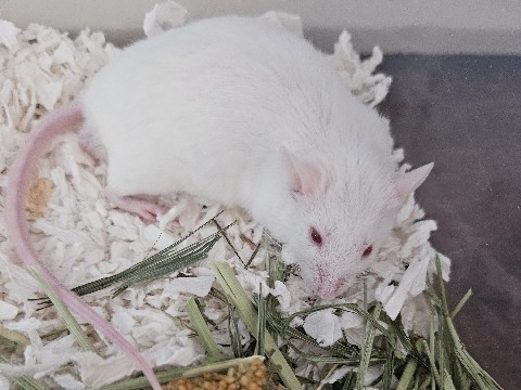 Mouse – Pet Mouse/Mice (M&F) – Columbus