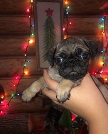 Pug – Christmas pugs ready to go