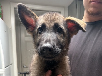 German Shepherd – Gus – Glendale