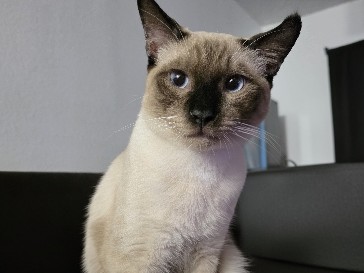 Siamese - Leon the Siamese available for adoption in Los Angeles