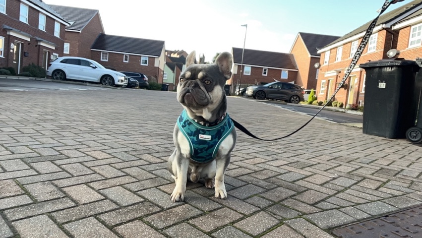 French Bulldog – Ollie (FOR SALE)