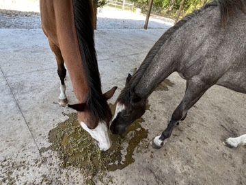Mustang Horse – 2 horses – Arcadia