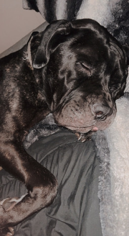 Cane Corso – rehoming