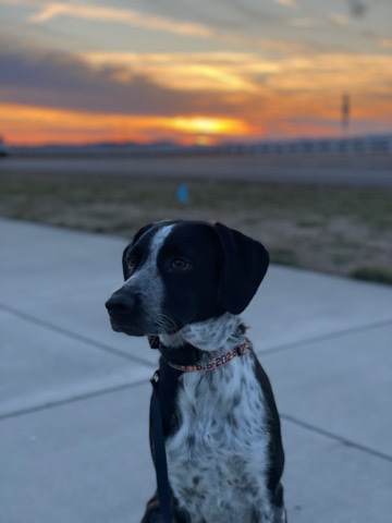 Nashville, TN | GSP/Aussie/Border Collie