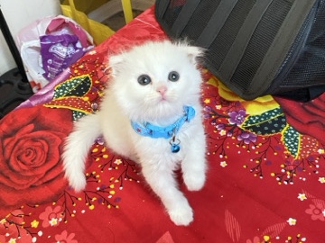 سكوتش فولد نسل صافي