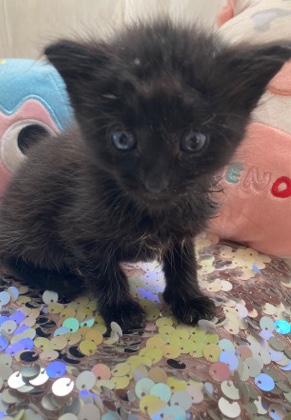 Bombay – Pretty Kitty