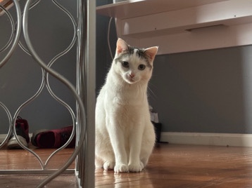 rehoming Yuka – Woodbridge