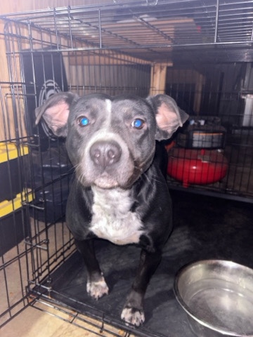 American Pit Bull Terrier – rehome