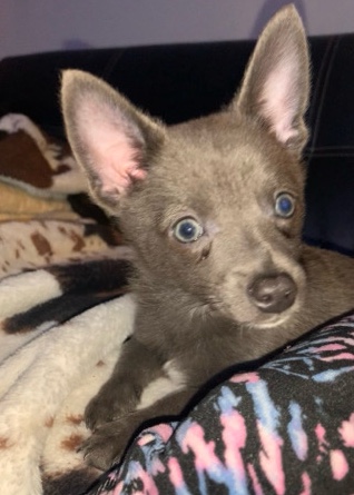 Pomeranian – pomchi pups