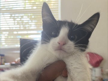 Ben the cat – Fort Lauderdale