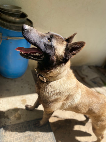 Belgian Shepherd Dog (Malinois) – Belgian Malinois