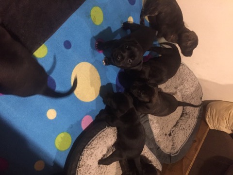 staffy x lab puppies