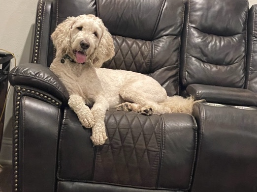 Doodle – Labradoodle – Pensacola