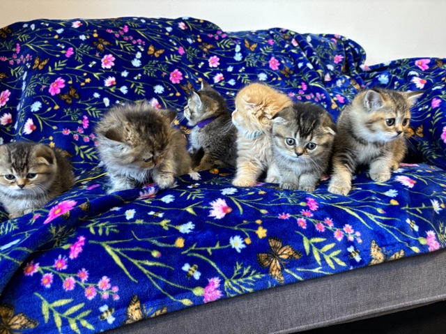 Scottish Fold – Scottish fold kittens