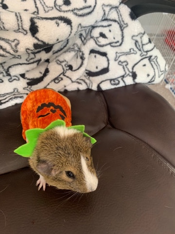 guinea pig – Rehome guinea pig