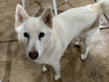 Labrador Husky – DOG NEEDS NEW HOME – Moreno Valley