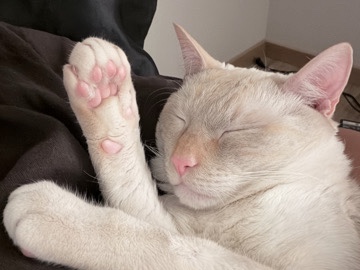 Siamese – Male Flamepoint Simease For Rehome/Sale – Puyallup