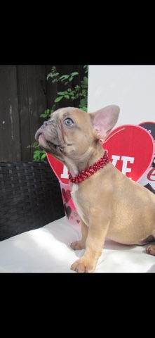 French Bulldog – selling frenchie bulldogs
