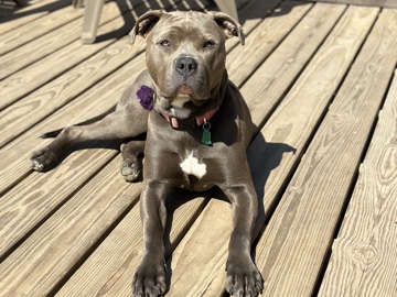 American Pit Bull Terrier – very sweet girl was abandoned at doggy day care