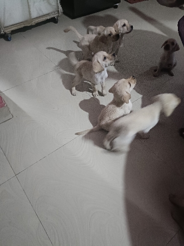 Labrador Retriever – puppys sales