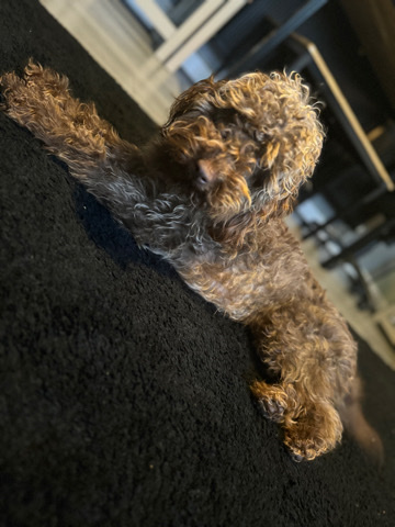 labradoodle