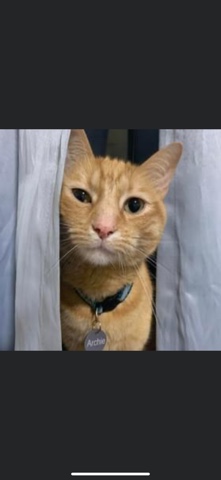 Russian White, Black and Tabby – Black & Orange Cat (FREE)
