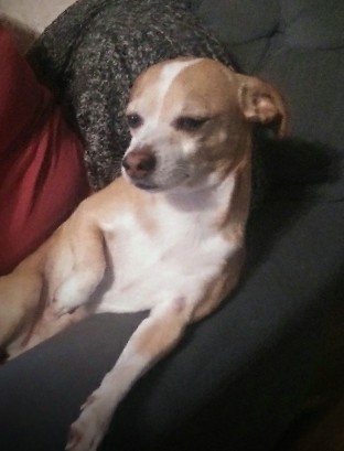 Jack Russell Terrier – Jake (from State Farm)