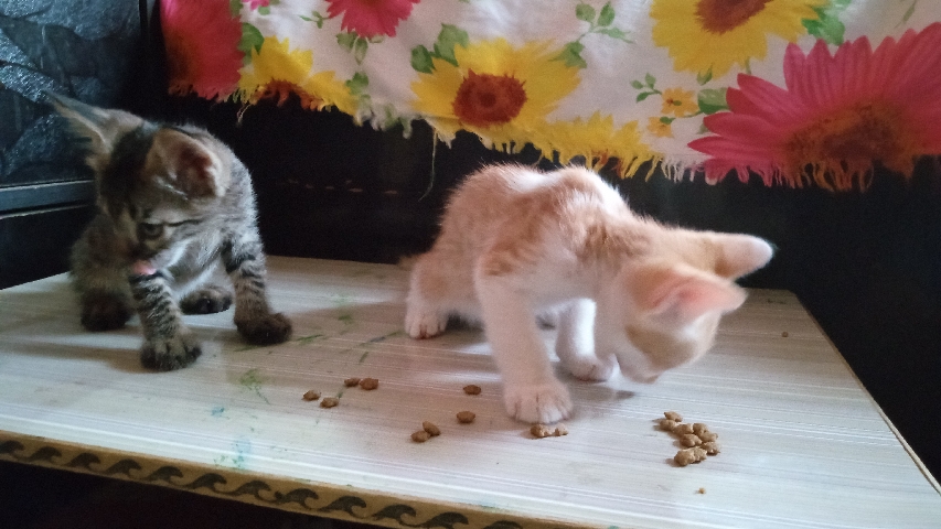 Arabian Mau – Little cute kitten for sale