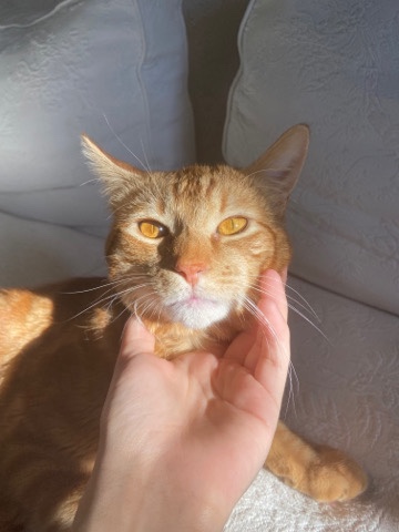 American Shorthair – Rare Gold eyed orange tabby
