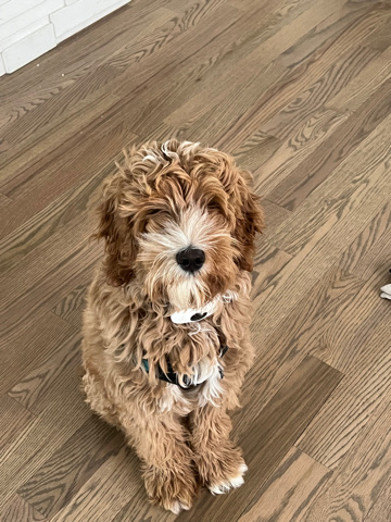 Australian labradoodle