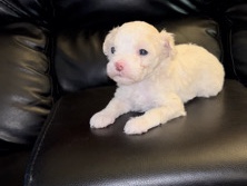 Maltipoo – Maltipoo toy – Golf Manor