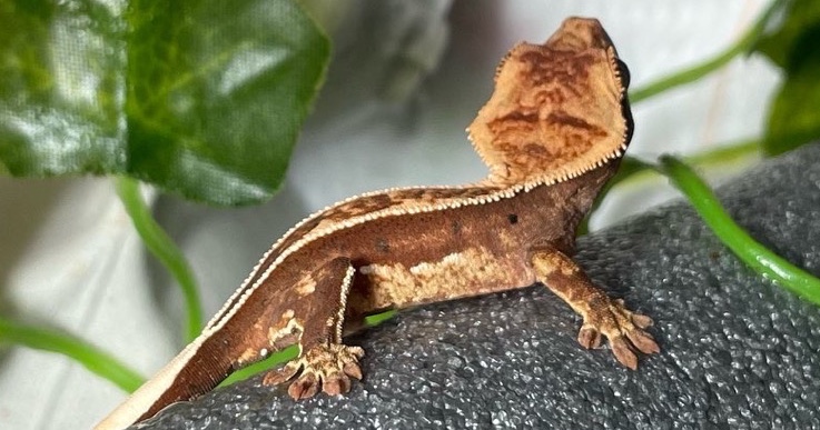 Full Pinstripe Harlequin Crested Gecko