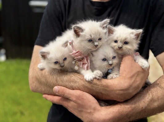 Ragdoll – Ragdoll Blue Point – Telford