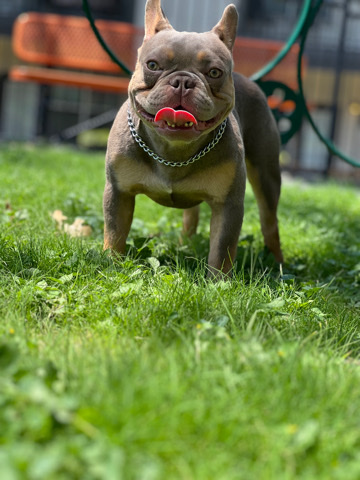 French Bulldog – Isabella and Tan Frenchie
