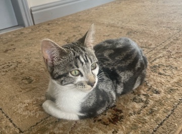 Russian White, Black and Tabby – 8 month old cat for sale
