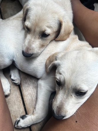 Bolt and honey🍯⚡️