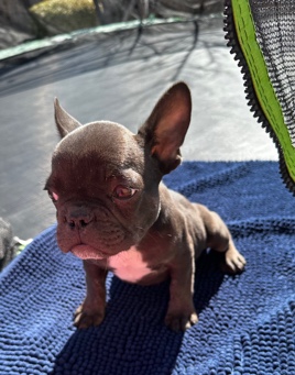 French Bulldog – Puppies for sale