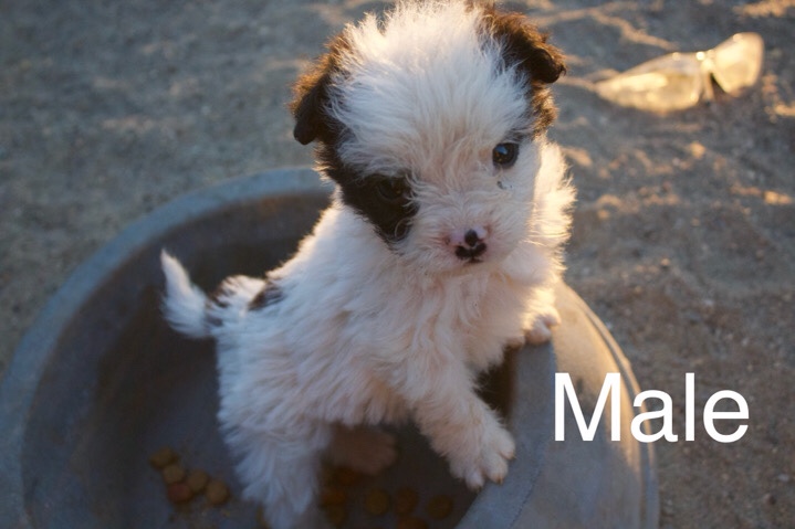 Rat Terrier – Puppies ready for new home