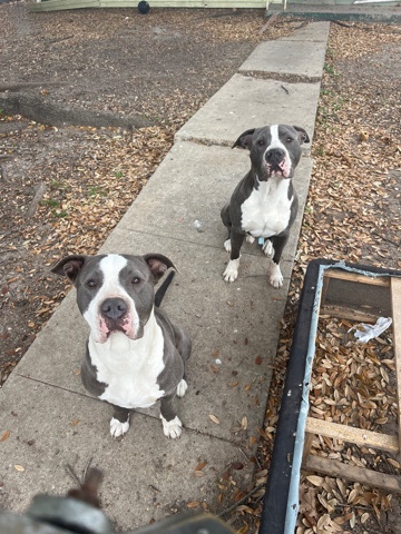 American Pit Bull Terrier – Rehoming pitbulls