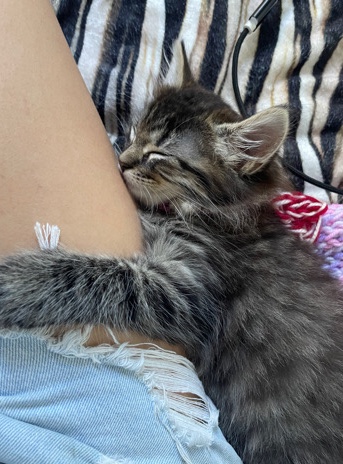 kitten for sale