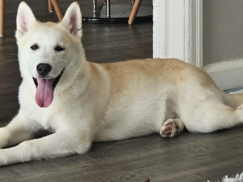Shiba Inu – Shiba-Inu/Husky Mix – Glendale