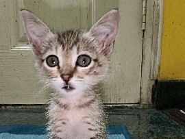 Asian – Friendly Asian Cat Kitten for Rehoming in Bengaluru – Bengaluru