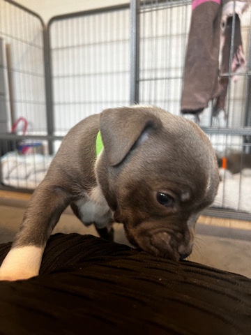 chunky blue boy